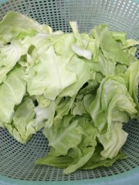 手撕包菜