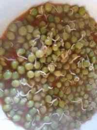 番茄豌豆