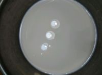 蜜豆焦糖布丁