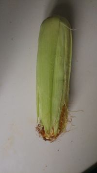 早餐：煮玉米