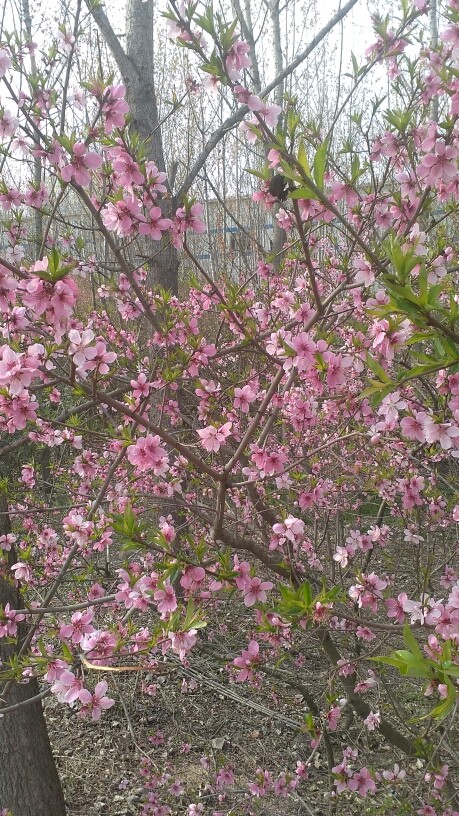 韭菜水饺