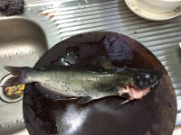 蒜子焖骨鱼