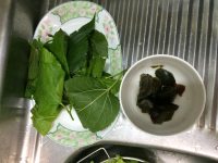 骨头汤浸桑叶苗
