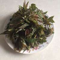 豆鼓拌香椿芽