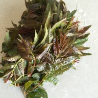 香椿芽炒鸡蛋