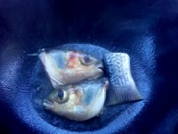 白瓜鱼头豆腐汤