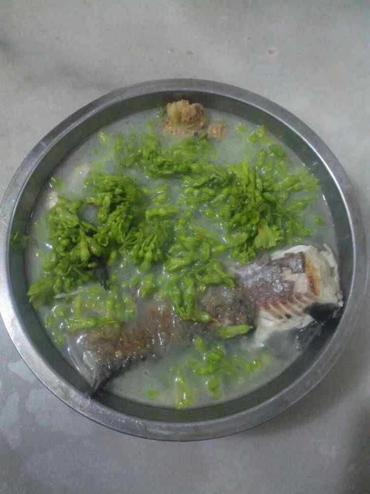 夜来香滚鲩鱼尾汤