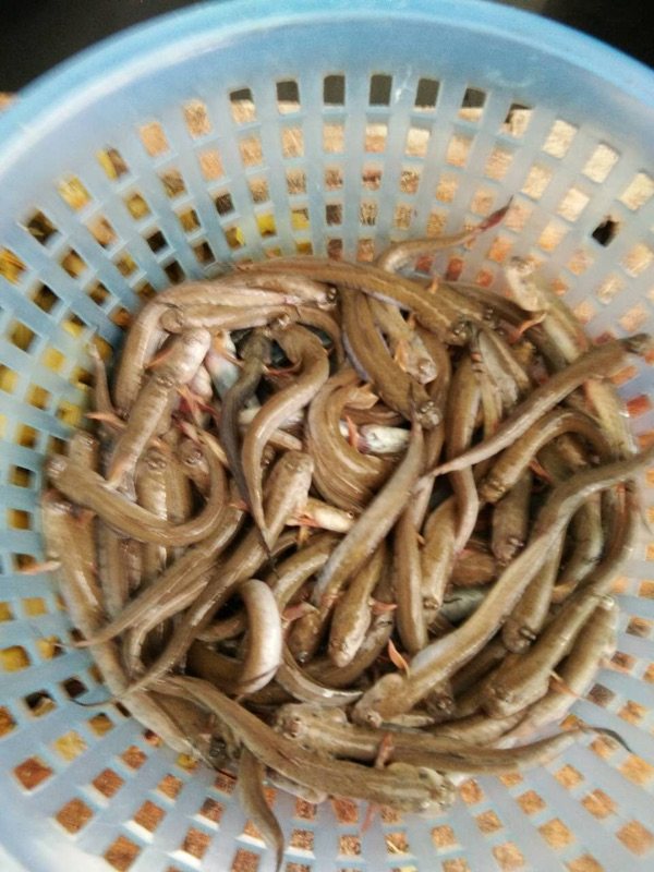 咸菜炒鳝鱼