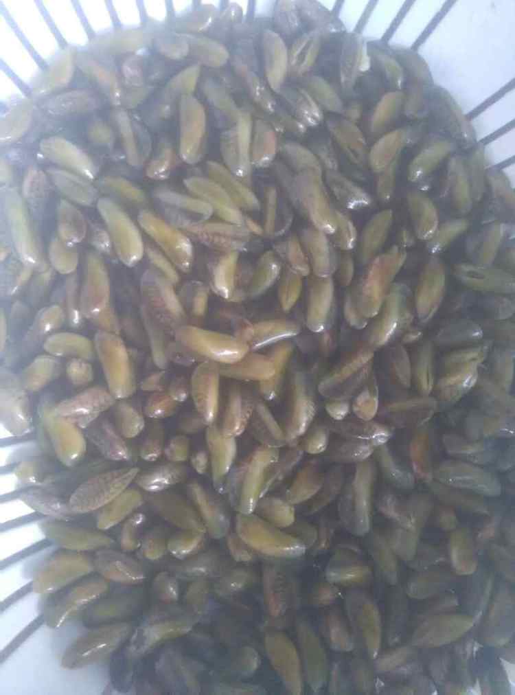 炒薄壳米