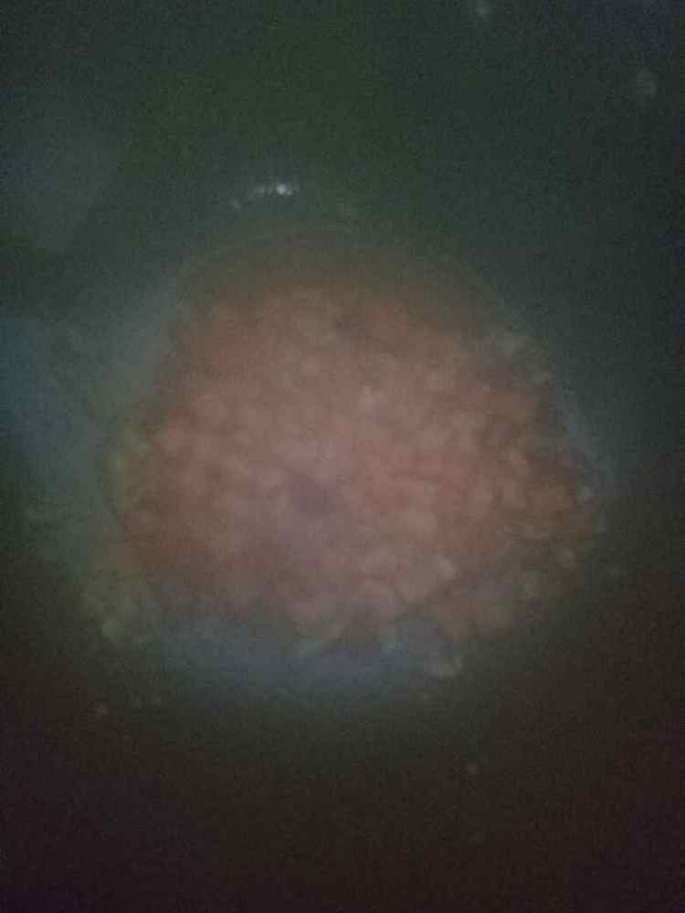 宫保鸡丁
