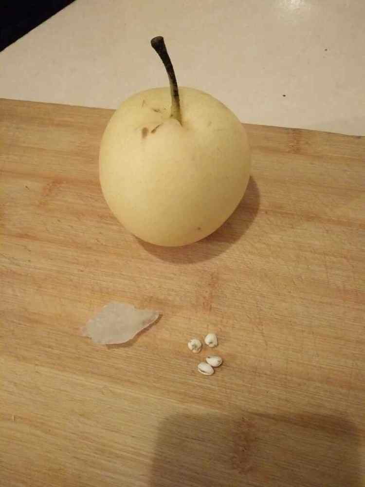 贝母蒸雪梨