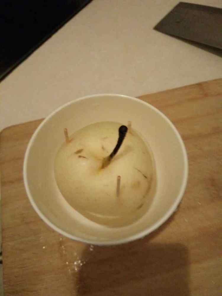 贝母蒸雪梨