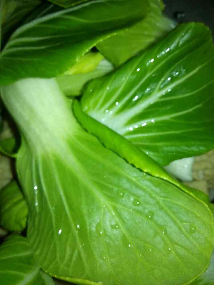 豆制品油麦菜四米饭