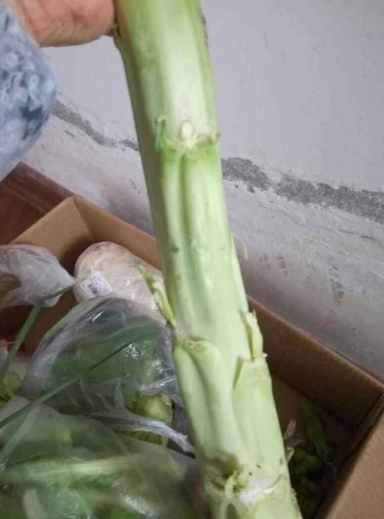 笋菜炒肉
