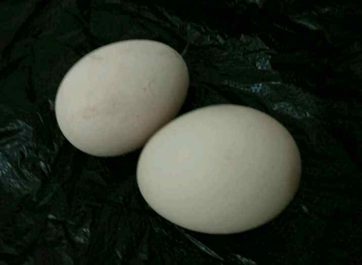煎鸡蛋