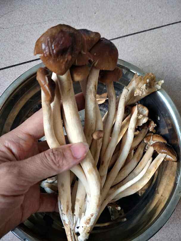 茶树菇炒肉