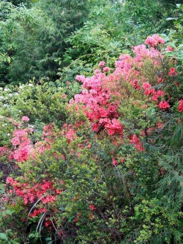 映山红鲜花酱