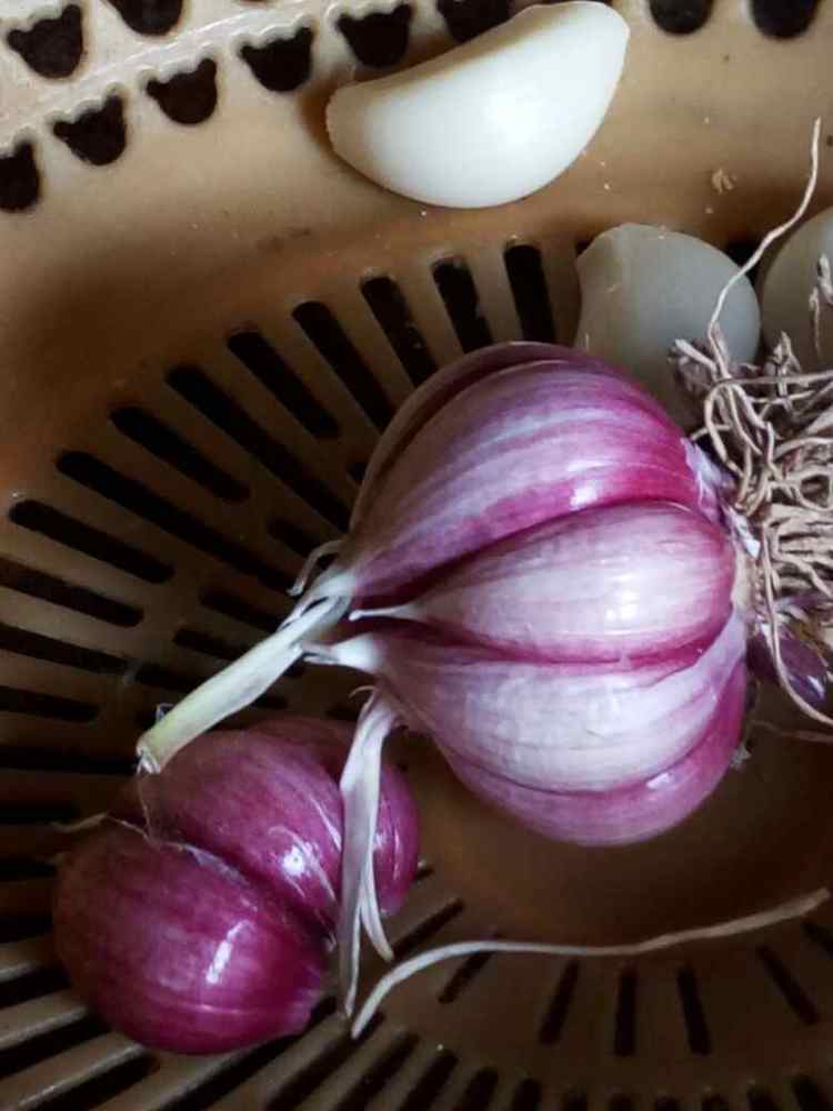 蒜香鸡腿烧芸豆