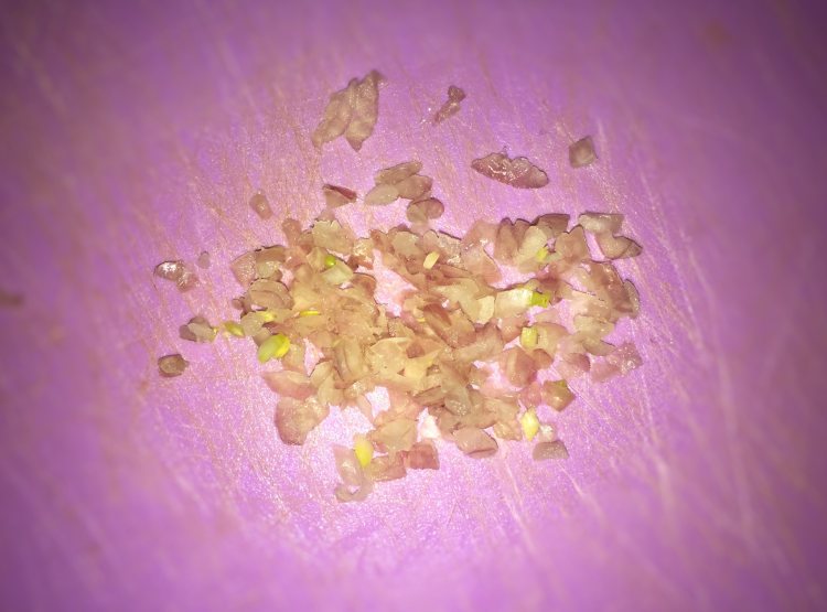 吞拿鱼沙拉吐司