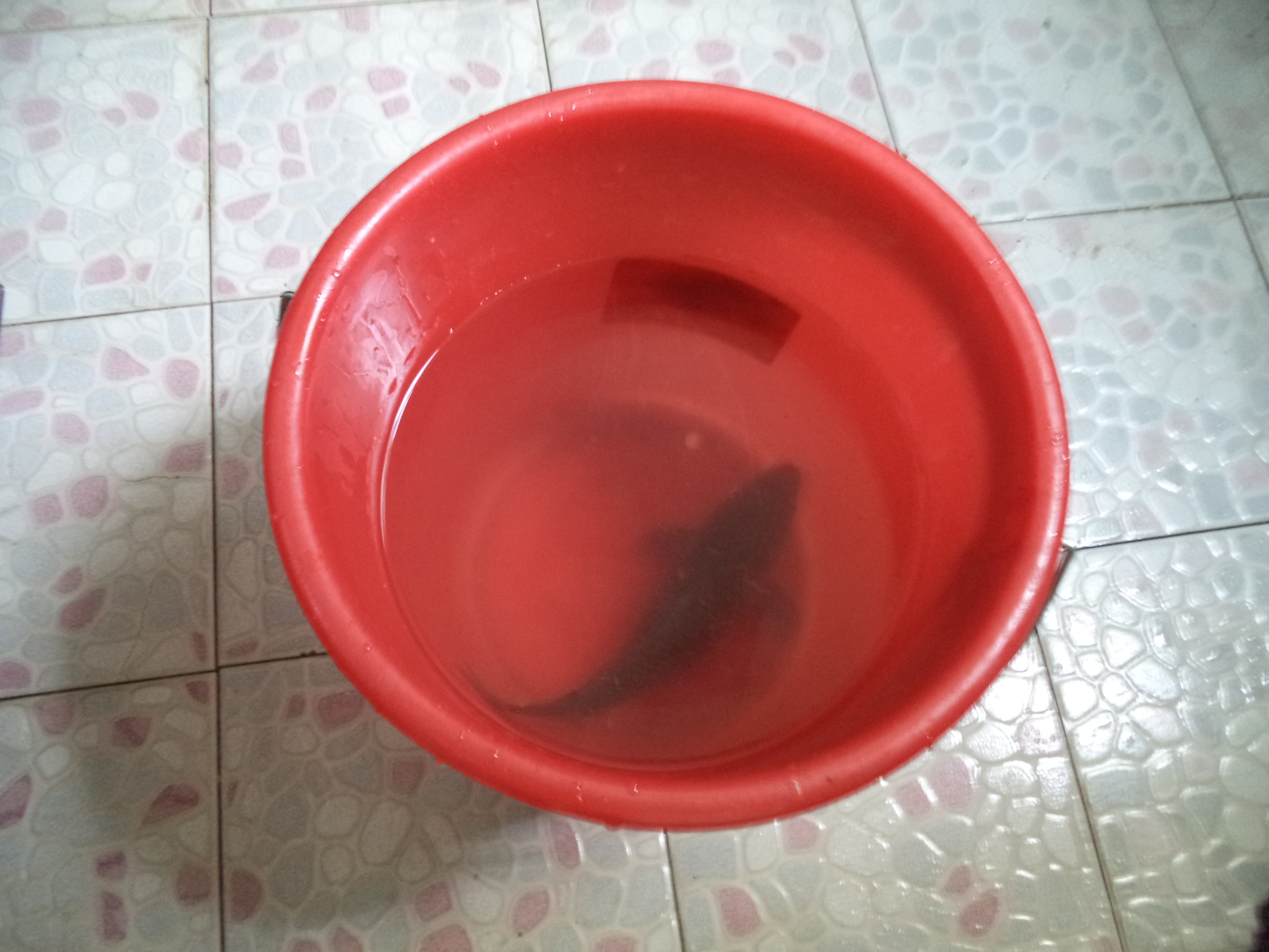 酥香鱼