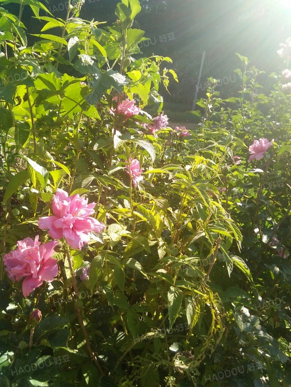 木槿花饭汤