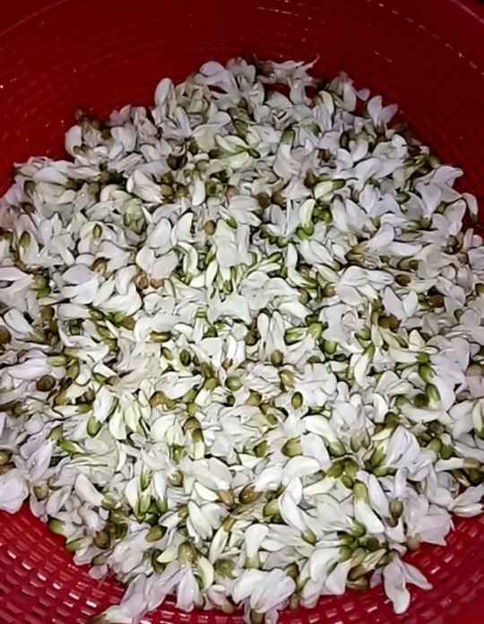 槐花麦